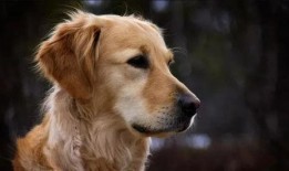 金毛siri娱乐吃瓜君,揭秘娱乐圈那些不为人知的幕后故事